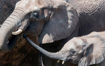 5 WAYS ANIMAL LOVERS CELEBRATE THE HOLIDAYS IN ORLANDO
